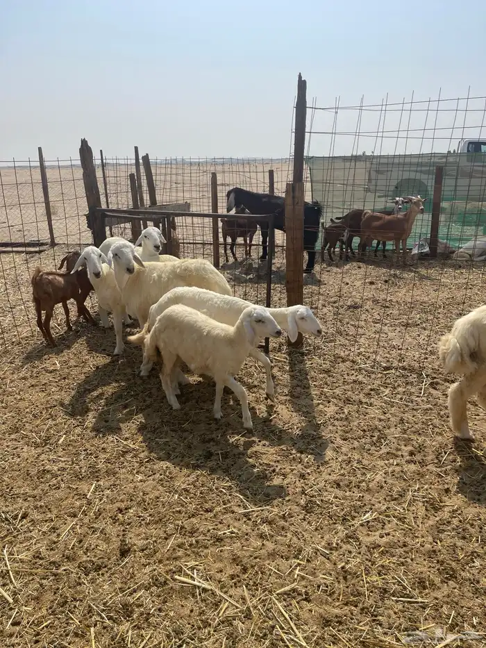 ذبائح طليان ورخال حري وتيوس يوجود ذبح وتوصيل 3