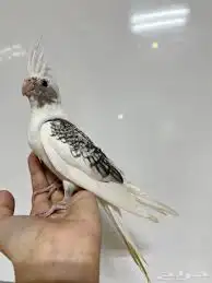 مستلزمات طيور حمام دجاج عصافير البادجي كناري كروان كوكتيل 1