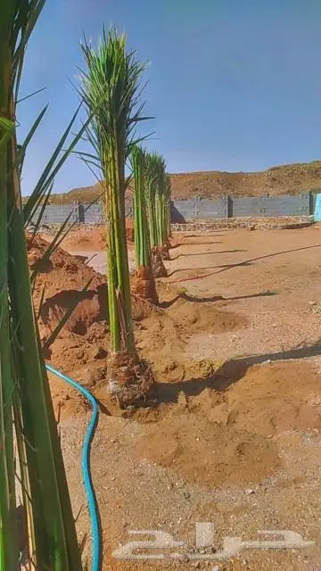 للبيع النخيل المثمر 2