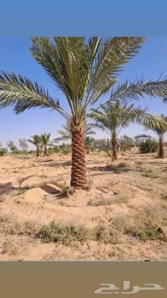 للبيع النخيل المثمر 1