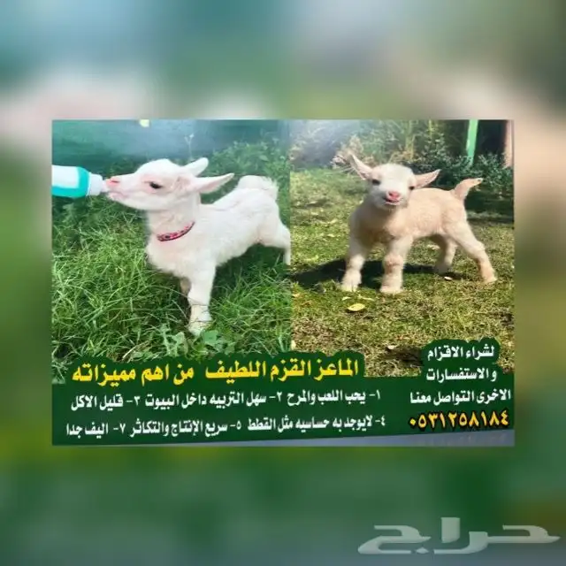 الماعز القزم 34