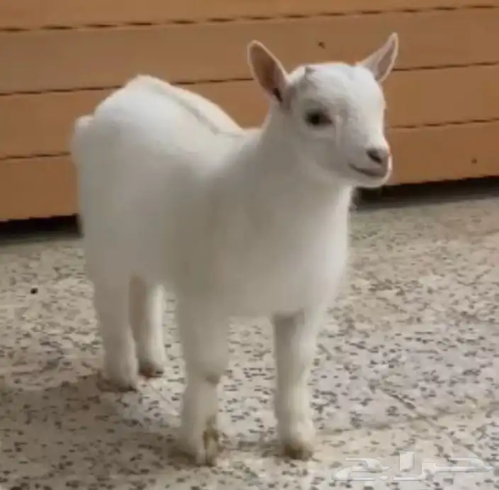 الماعز القزم 25