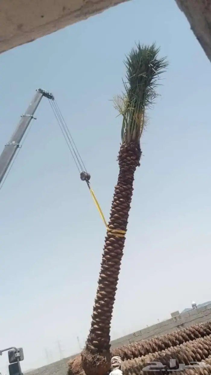 للبيع النخيل المثمر 0