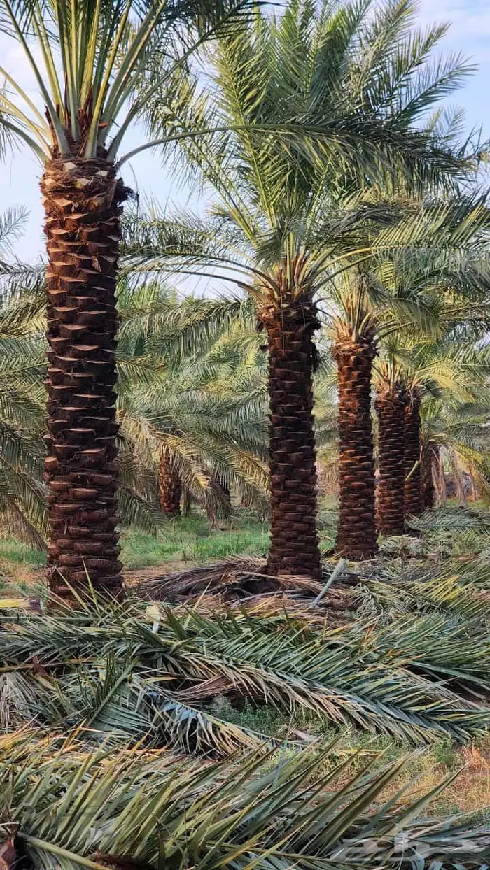 للبيع النخيل المثمر 8