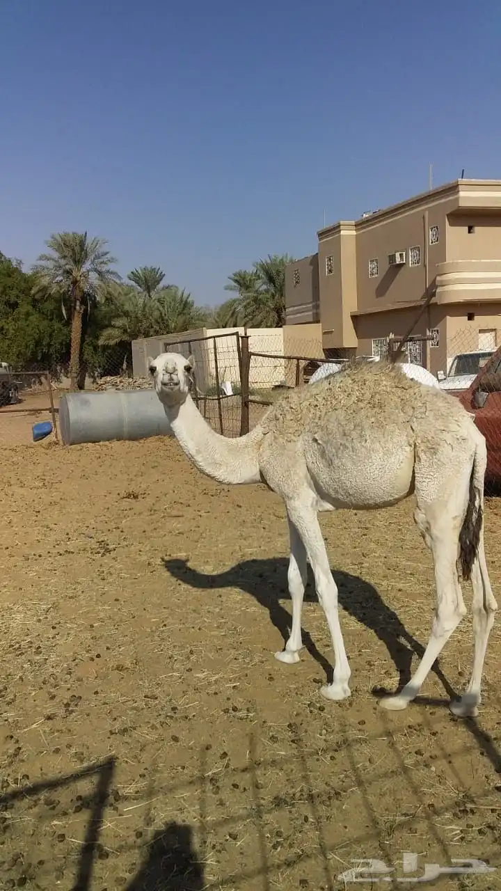 ابل عشاير وخلفه مغتير واسنانه متفاوته 7