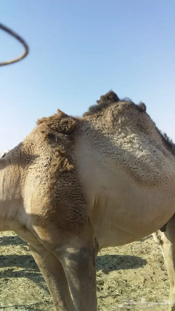 ابل عشاير وخلفه مغتير واسنانه متفاوته 2