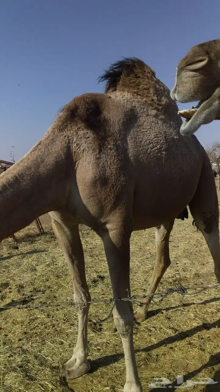 ابل عشاير وخلفه مغتير واسنانه متفاوته 0