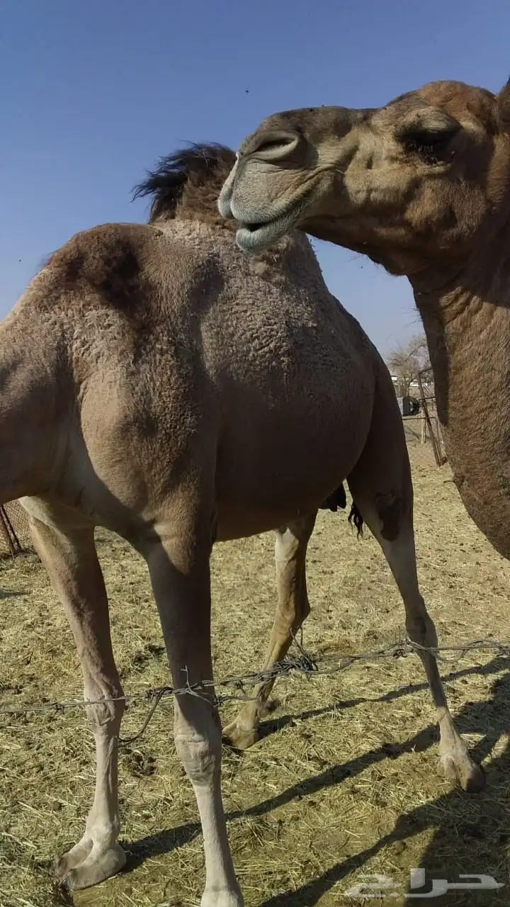 ابل عشاير وخلفه مغتير واسنانه متفاوته 1