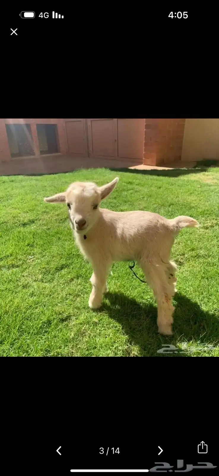 الماعز القزم 4