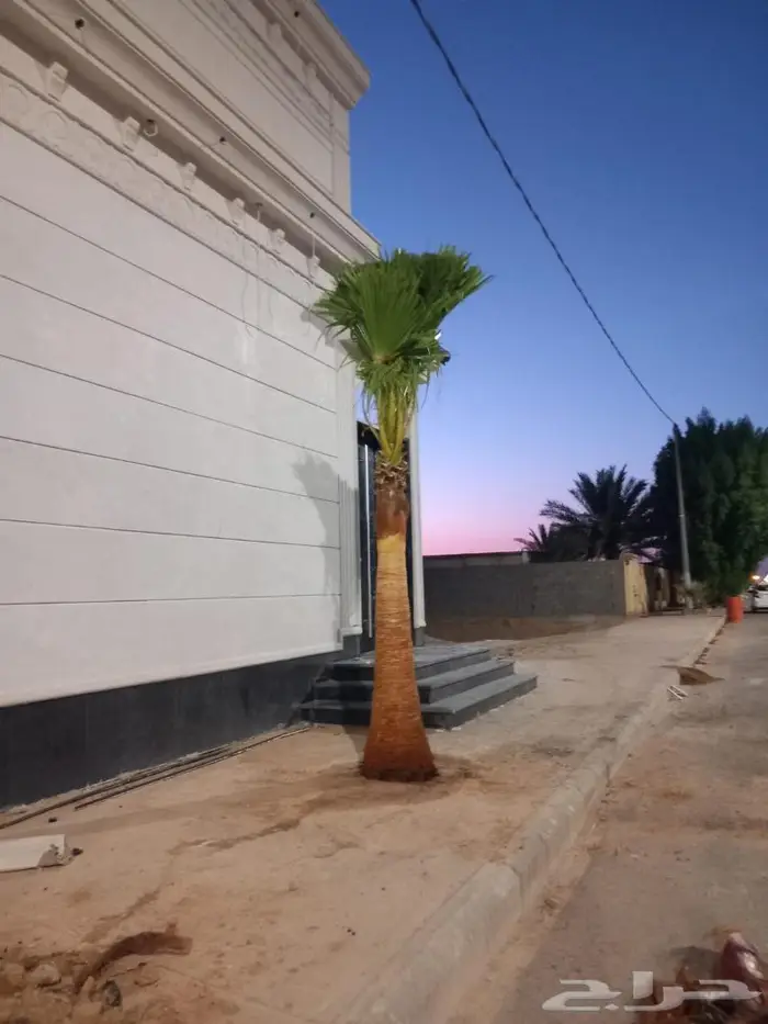 للبيع النخيل المثمر 3