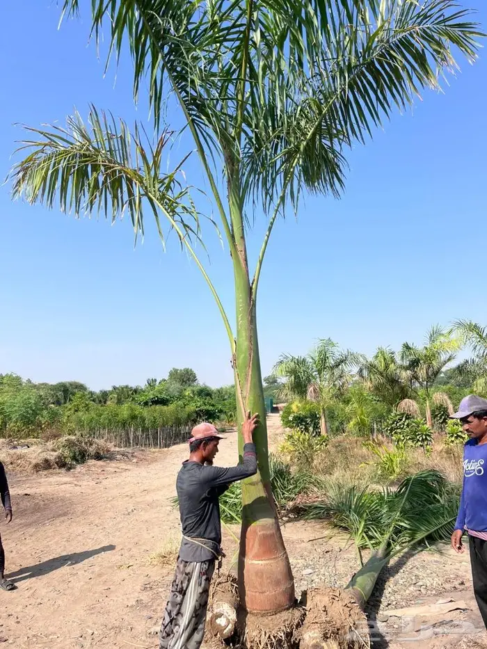 للبيع النخيل المثمر 6