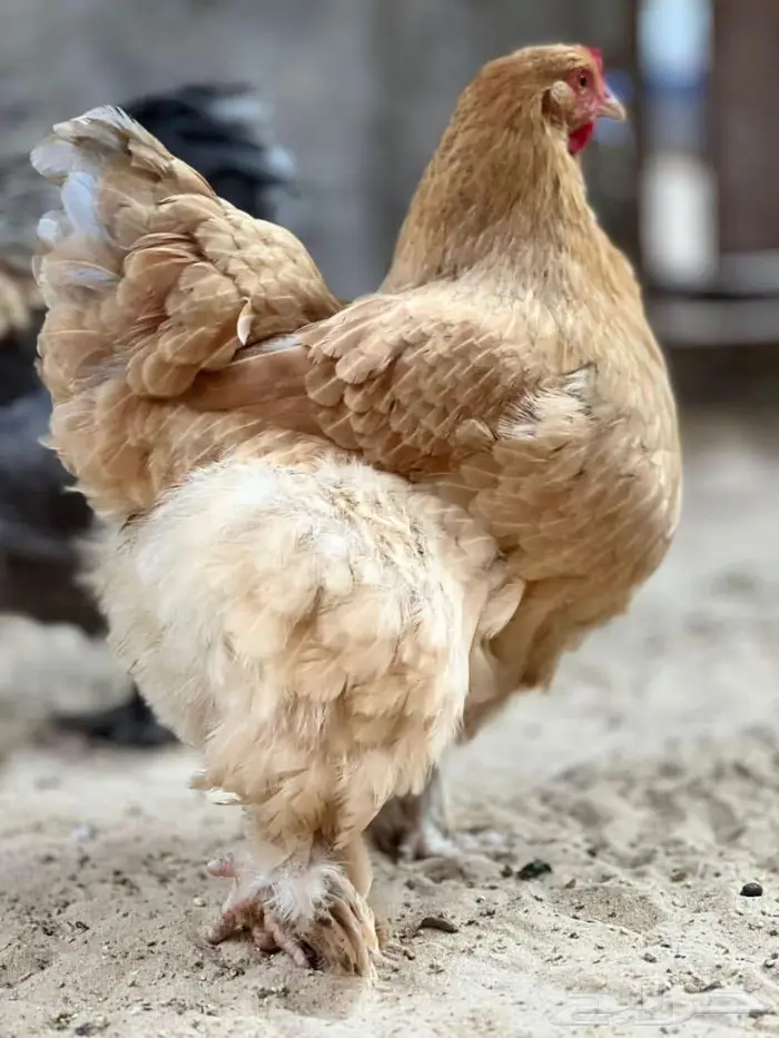للبيع صيصان براهما 1