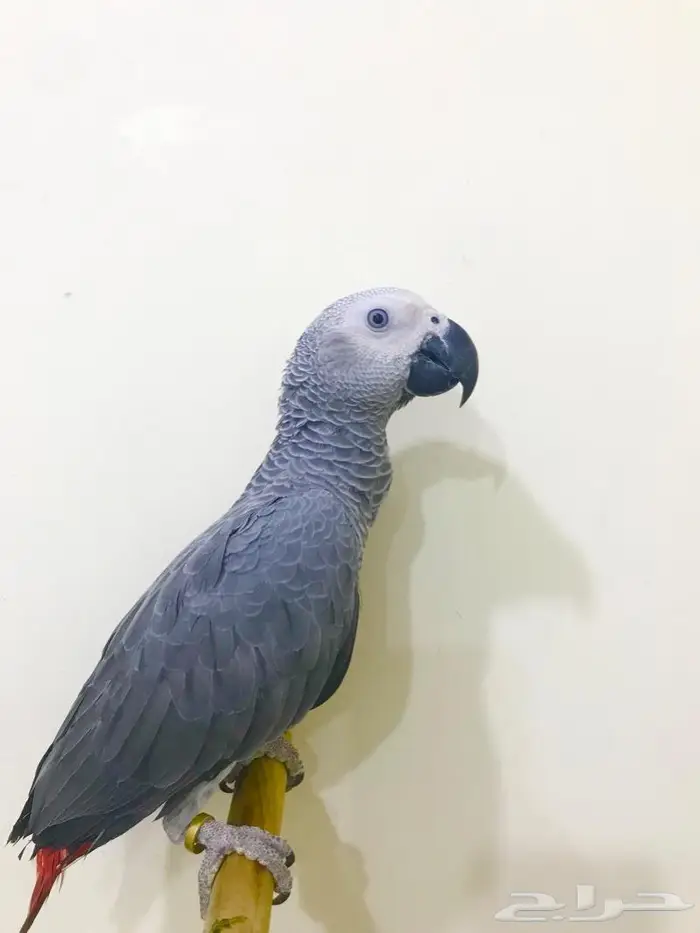 كاسكو(تم البيع) 4