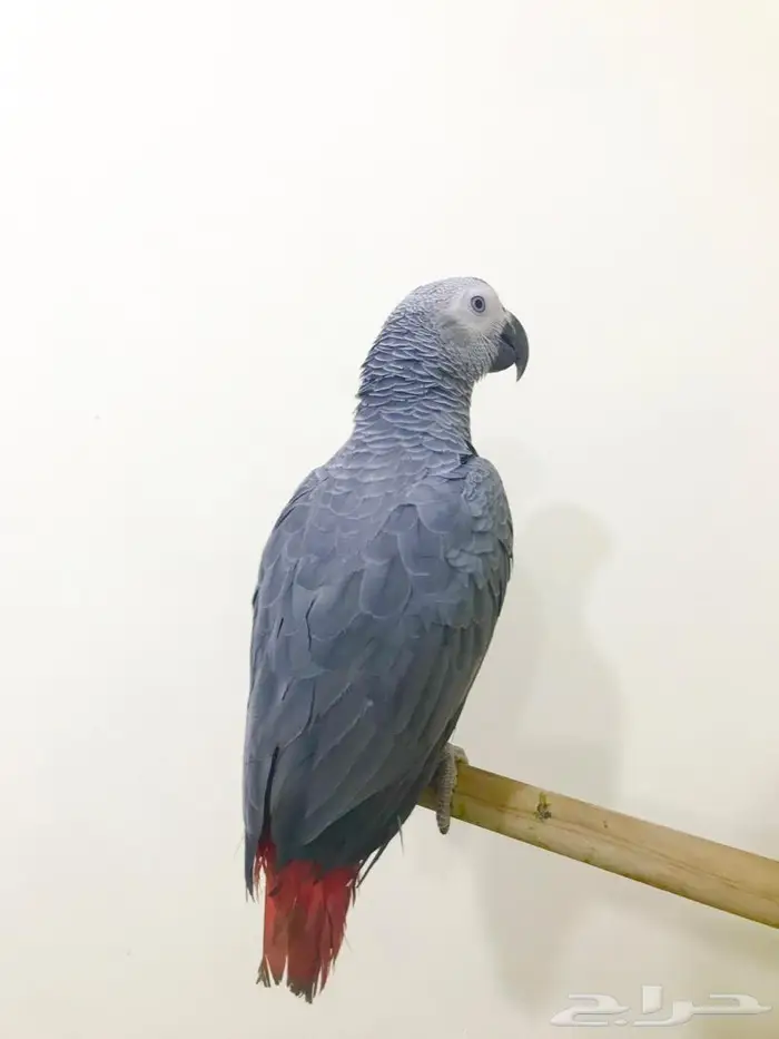 كاسكو(تم البيع) 5