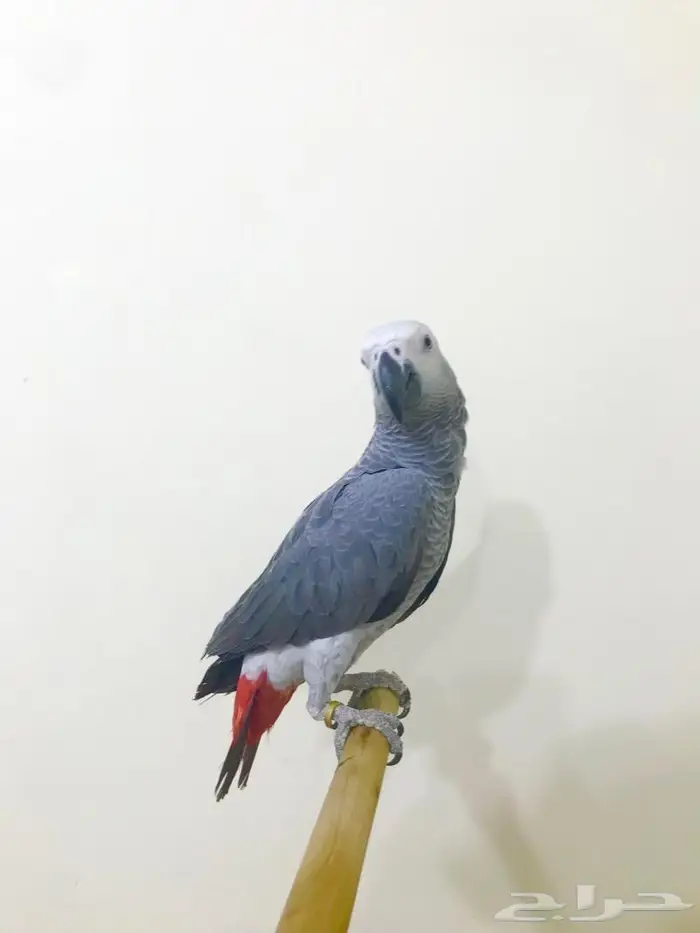 كاسكو(تم البيع) 6