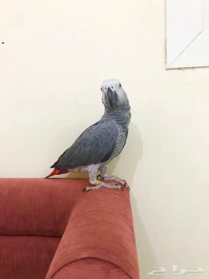 كاسكو(تم البيع) 8