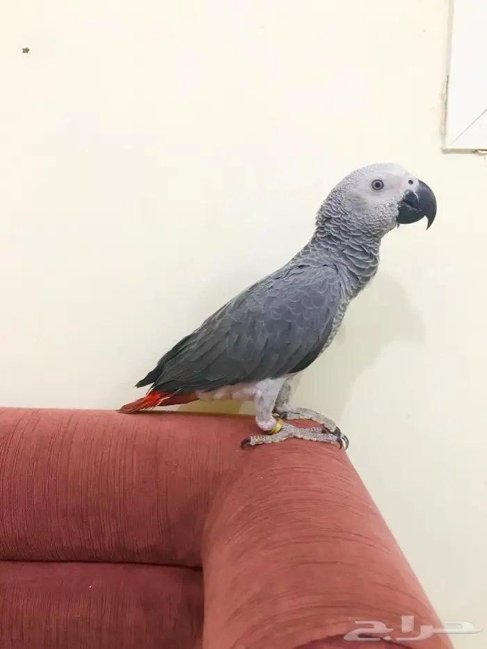 كاسكو(تم البيع) 9