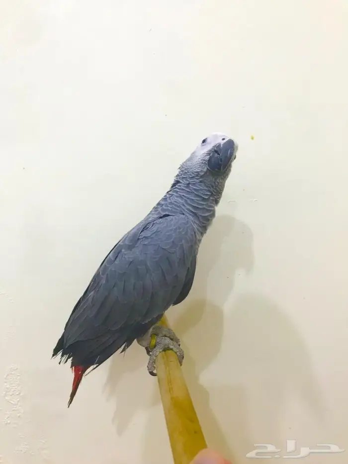 كاسكو(تم البيع) 0