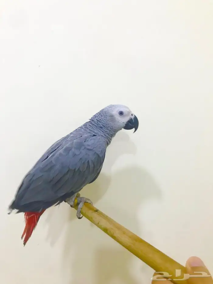 كاسكو(تم البيع) 1