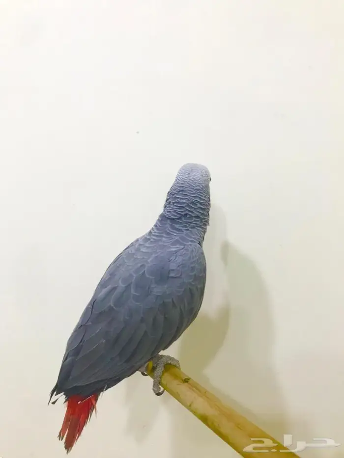 كاسكو(تم البيع) 2