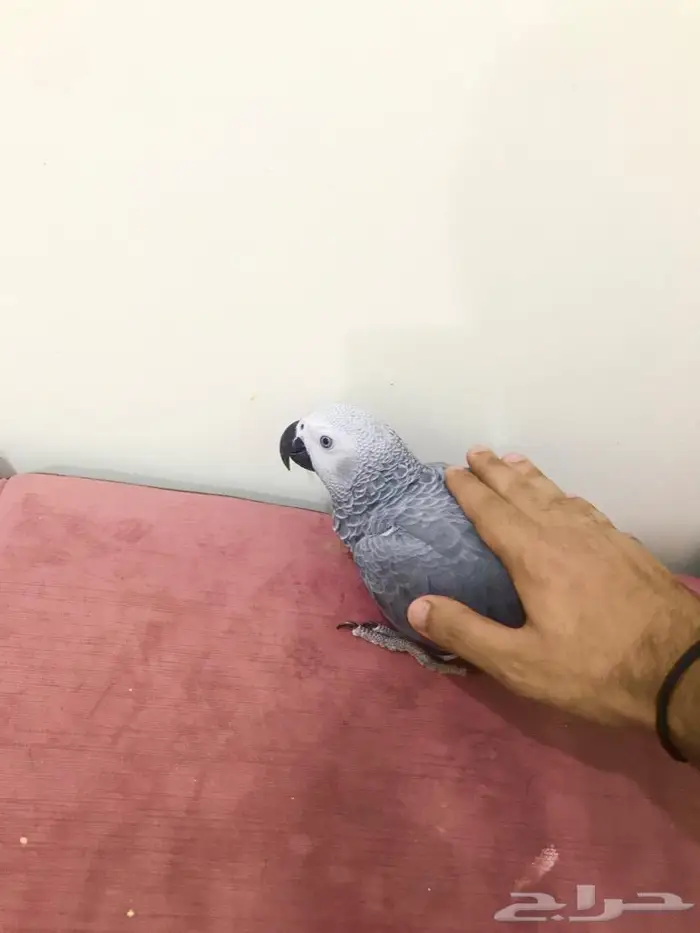 كاسكو(تم البيع) 12