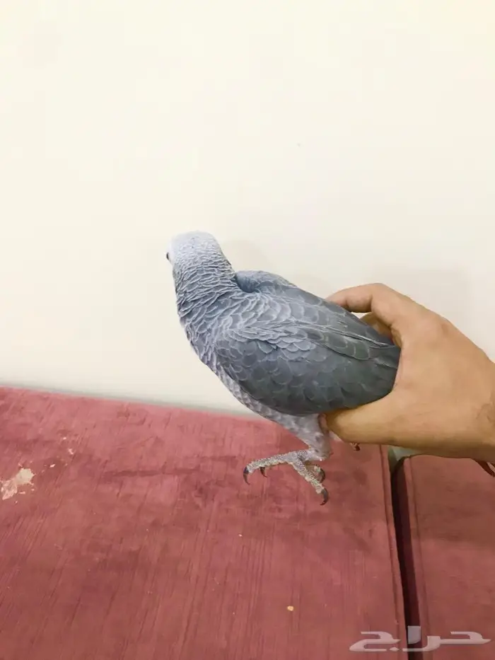 كاسكو(تم البيع) 14