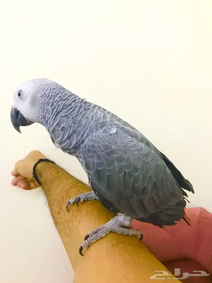 كاسكو(تم البيع) 15