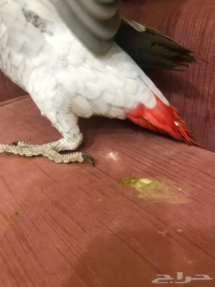 كاسكو(تم البيع) 16