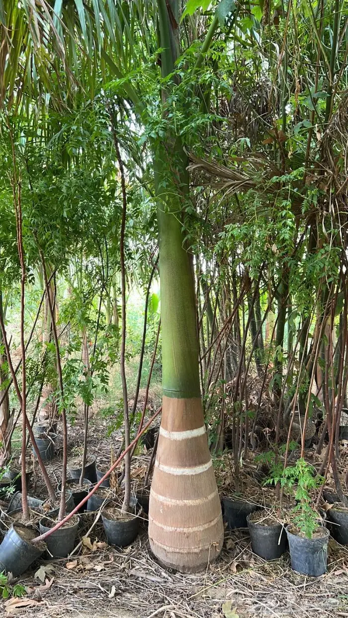 للبيع النخيل المثمر 10