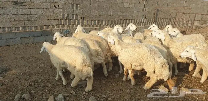 ذبايح حري سواكني زواج عقيقه صدقه ثلاجه ذبح وتوصيل 3