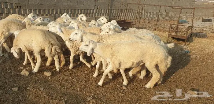 ذبايح حري سواكني زواج عقيقه صدقه ثلاجه ذبح وتوصيل 5