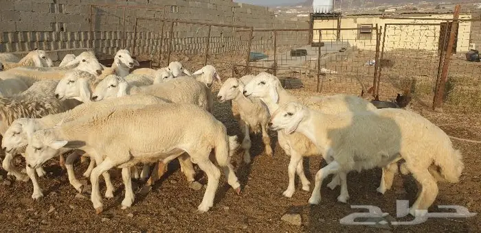 ذبايح حري سواكني زواج عقيقه صدقه ثلاجه ذبح وتوصيل 6