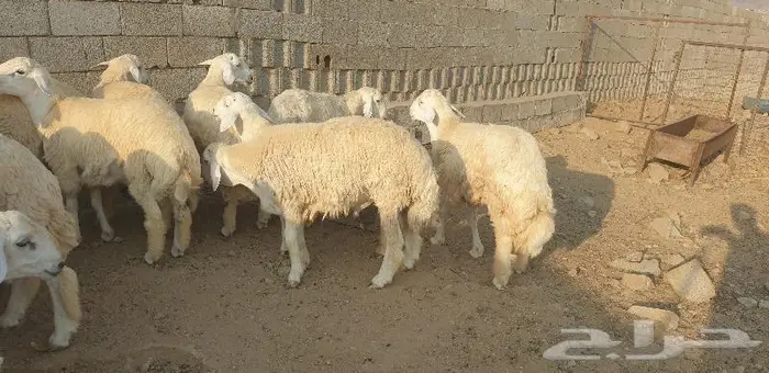 ذبايح حري سواكني زواج عقيقه صدقه ثلاجه ذبح وتوصيل 2