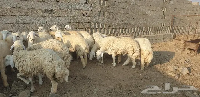 ذبايح حري سواكني زواج عقيقه صدقه ثلاجه ذبح وتوصيل 7