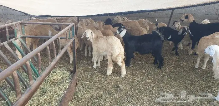 ذبايح حري سواكني زواج عقيقه صدقه ثلاجه ذبح وتوصيل 18