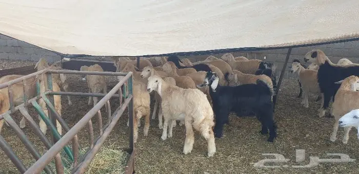 ذبايح حري سواكني زواج عقيقه صدقه ثلاجه ذبح وتوصيل 19