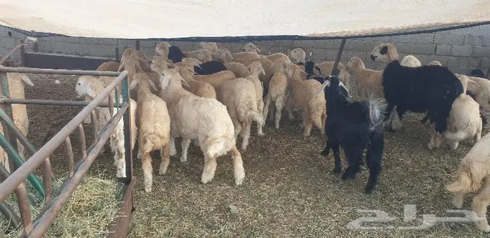 ذبايح حري سواكني زواج عقيقه صدقه ثلاجه ذبح وتوصيل 20