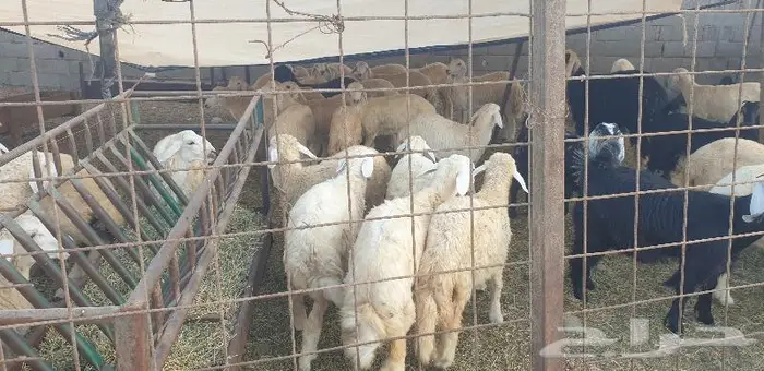 ذبايح حري سواكني زواج عقيقه صدقه ثلاجه ذبح وتوصيل 21