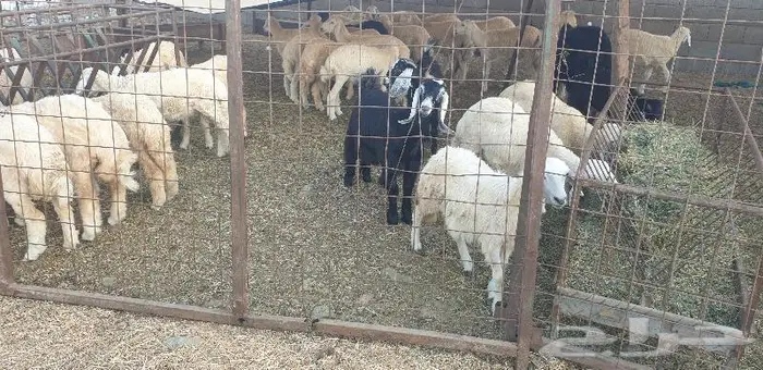 ذبايح حري سواكني زواج عقيقه صدقه ثلاجه ذبح وتوصيل 22