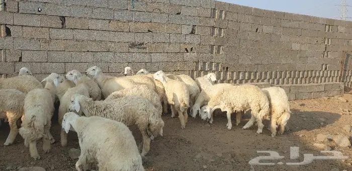 ذبايح حري سواكني زواج عقيقه صدقه ثلاجه ذبح وتوصيل 0