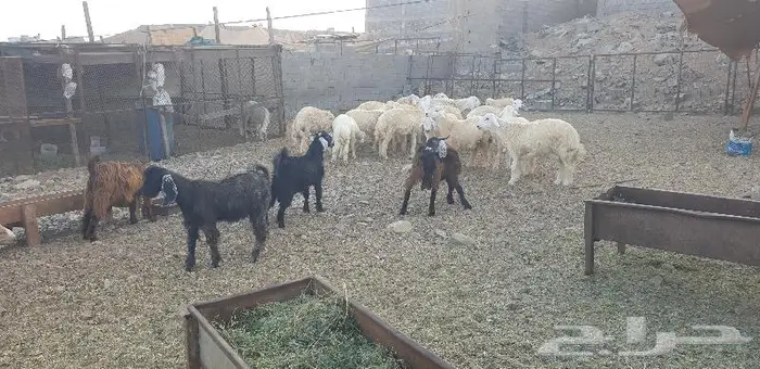 ذبايح حري سواكني زواج عقيقه صدقه ثلاجه ذبح وتوصيل 12