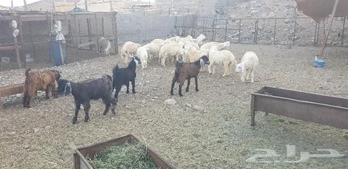 ذبايح حري سواكني زواج عقيقه صدقه ثلاجه ذبح وتوصيل 13