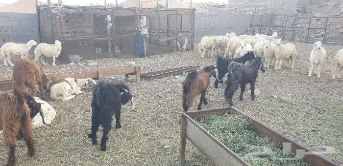 ذبايح حري سواكني زواج عقيقه صدقه ثلاجه ذبح وتوصيل 14