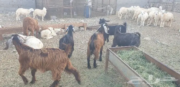 ذبايح حري سواكني زواج عقيقه صدقه ثلاجه ذبح وتوصيل 15