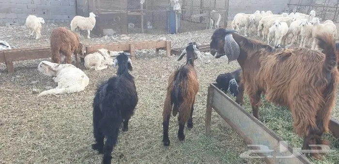 ذبايح حري سواكني زواج عقيقه صدقه ثلاجه ذبح وتوصيل 16