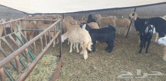 ذبايح حري سواكني زواج عقيقه صدقه ثلاجه ذبح وتوصيل 17