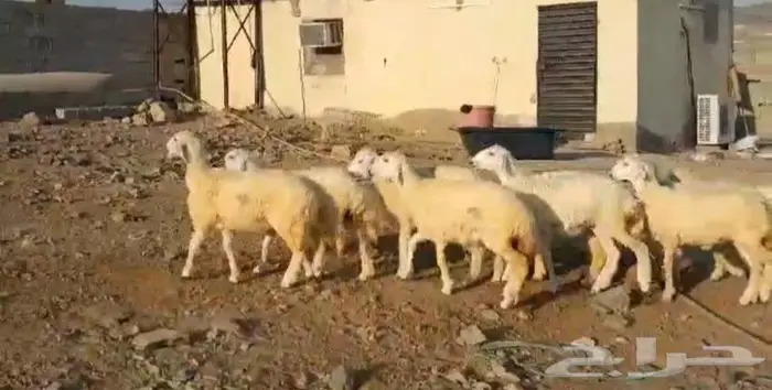 ذبايح حري سواكني زواج عقيقه صدقه ثلاجه ذبح وتوصيل 9