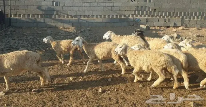 ذبايح حري سواكني زواج عقيقه صدقه ثلاجه ذبح وتوصيل 8