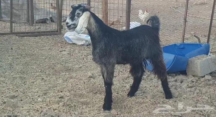 ذبايح حري سواكني زواج عقيقه صدقه ثلاجه ذبح وتوصيل 11