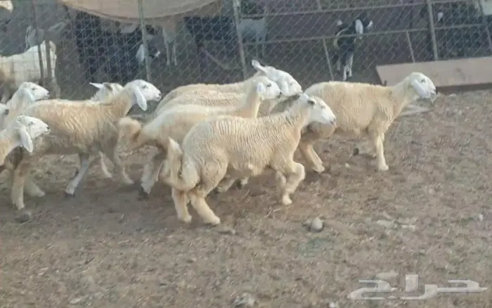 ذبايح حري سواكني زواج عقيقه صدقه ثلاجه ذبح وتوصيل 10